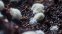 Harm a nebezpečenstvo plesní fungi